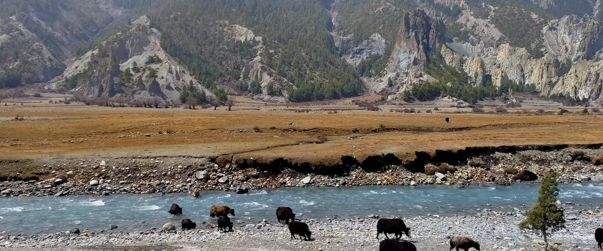 Yaks by the Marsyangdi river near Braga, below snow-capped peaks