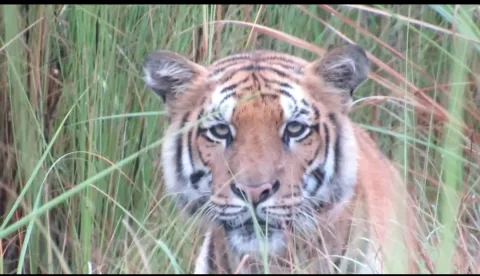 Tiger closeup